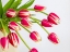 Picture of BUNCH OF RED TULIPS