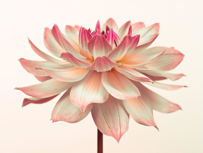 Picture of DAHLIA FLOWER