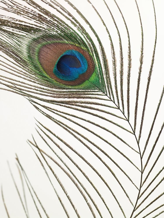 Picture of PEACOCK FEATHER