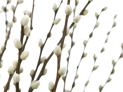 Picture of PUSSY WILLOW