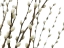 Picture of PUSSY WILLOW