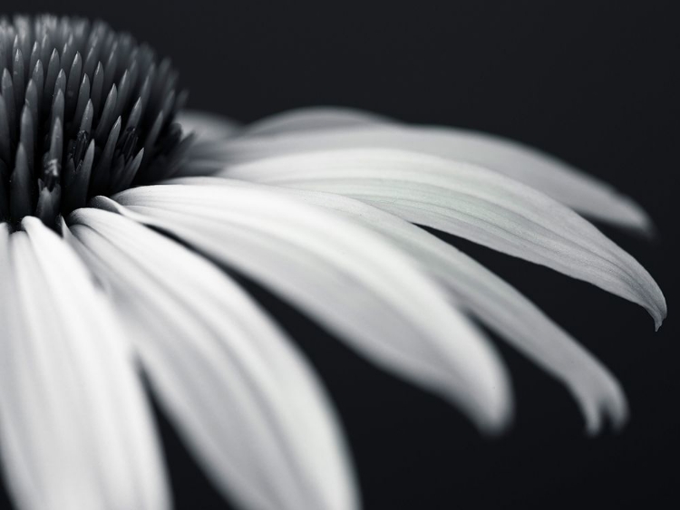 Picture of CONEFLOWER