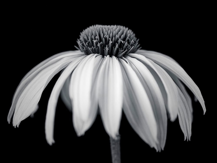 Picture of CONEFLOWER