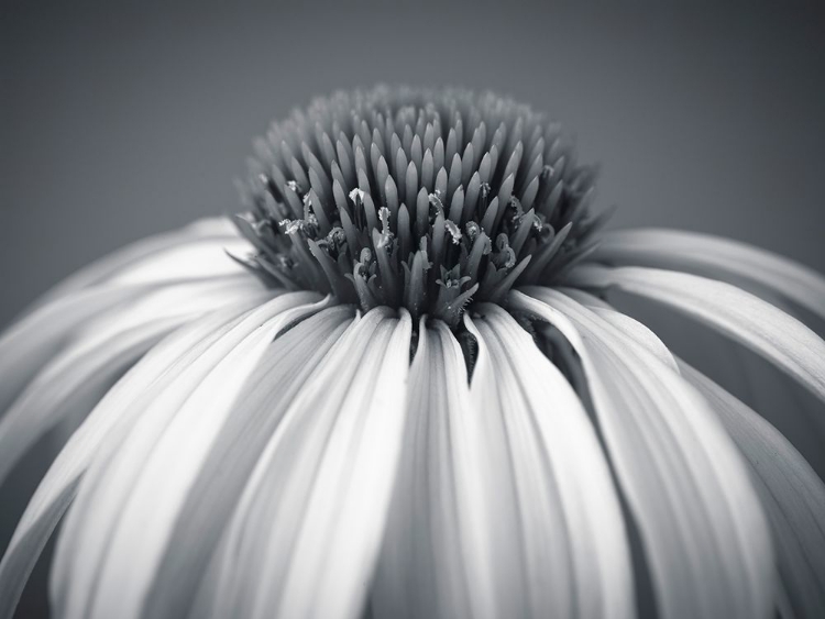 Picture of CONEFLOWER