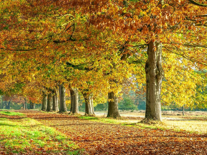 Picture of ROW OF TREES IN AUTUMN