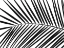 Picture of PALM TREE LEAF