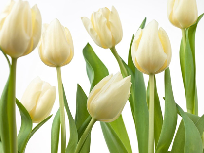 Picture of TULIP FLOWERS