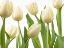 Picture of TULIP FLOWERS