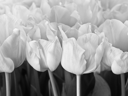 Picture of BUNCH OF TULIPS