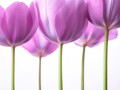 Picture of PURPLE TULIPS