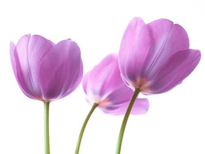 Picture of PURPLE TULIPS