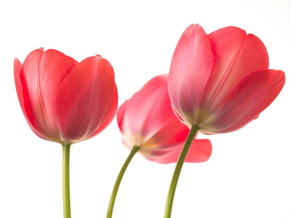 Picture of RED TULIPS