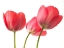 Picture of RED TULIPS