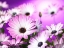 Picture of OSTEOSPERMUM FLOWERS