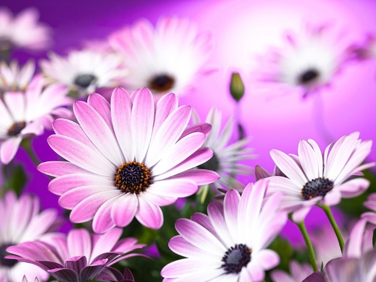 Picture of OSTEOSPERMUM FLOWERS