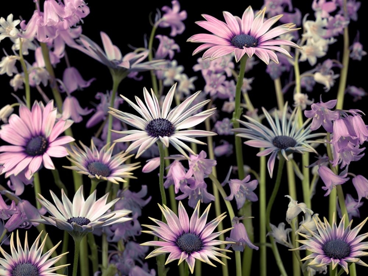 Picture of MEADOW FLOWERS