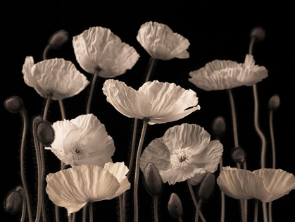 Picture of POPPIES AND BUDS