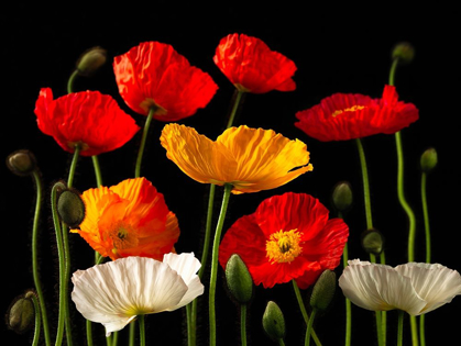 Picture of MULTICOLOURED POPPIES AND BUDS