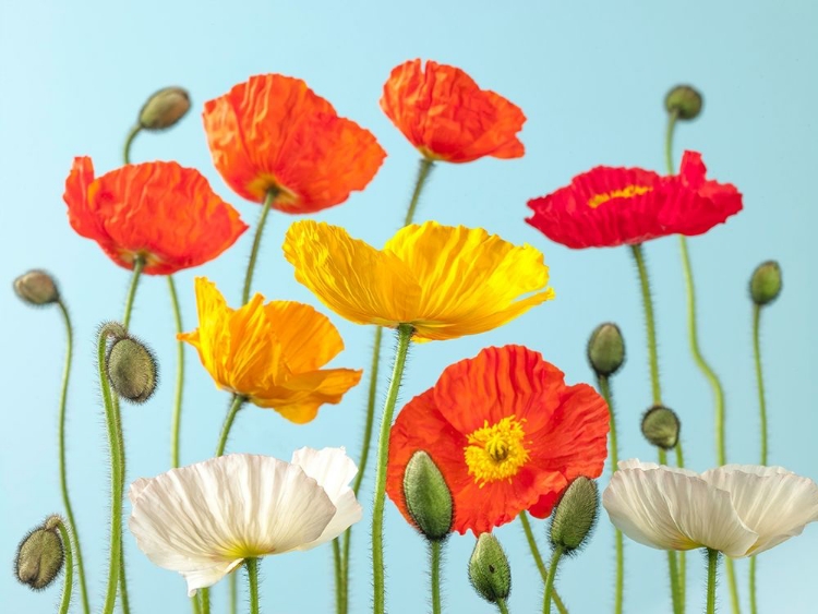 Picture of MULTICOLOURED POPPIES AND BUDS