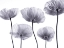 Picture of FIVE POPPIES