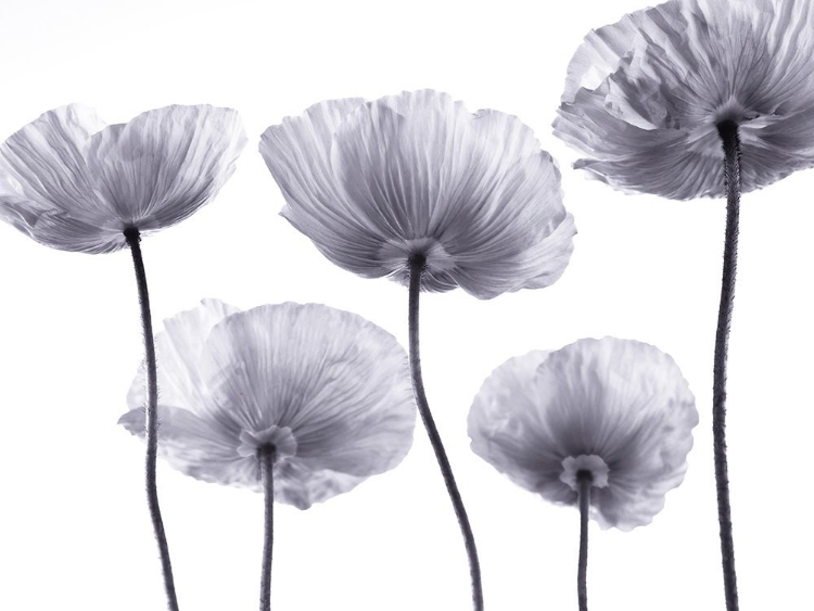 Picture of FIVE POPPIES