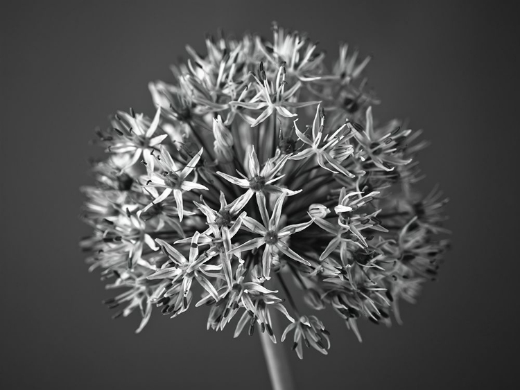 Picture of ALLIUM FLOWER