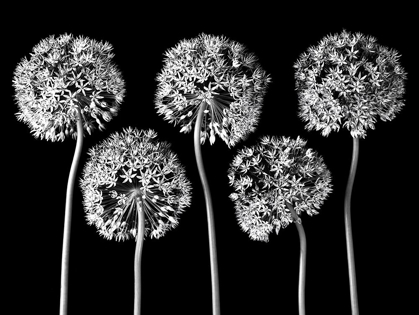 Picture of ALLIUM FLOWERS