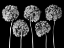 Picture of ALLIUM FLOWERS