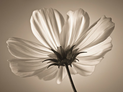 Picture of COSMOS FLOWER