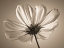 Picture of COSMOS FLOWER