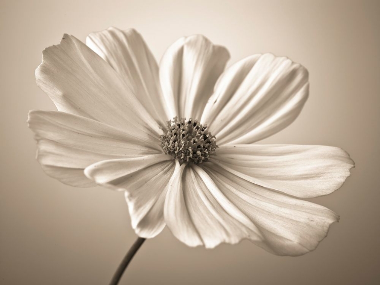 Picture of COSMOS FLOWER