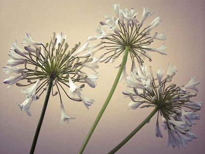 Picture of AFRICAN LILIES