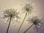 Picture of AFRICAN LILIES