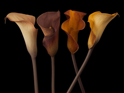 Picture of FOUR CALLA LILIES