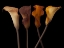 Picture of FOUR CALLA LILIES
