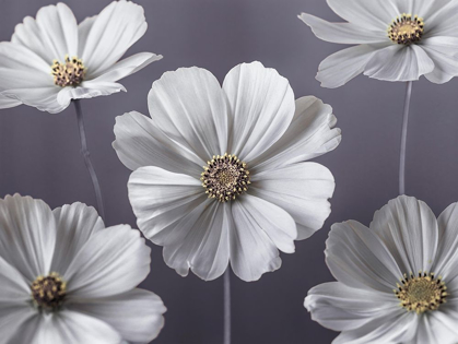 Picture of COSMOS FLOWERS