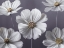 Picture of COSMOS FLOWERS
