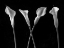 Picture of CALLA LILIES IN A ROW