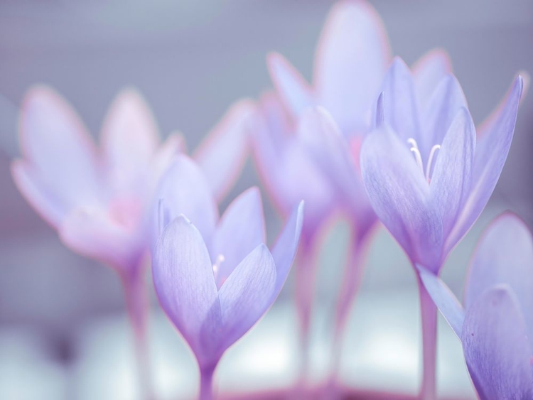 Picture of CROCUS FLOWERS