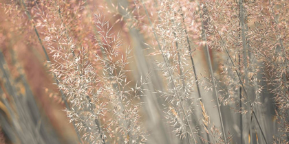 Picture of FOUNTAIN GRASS