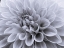 Picture of DAHLIA FLOWER - FULL FRAME