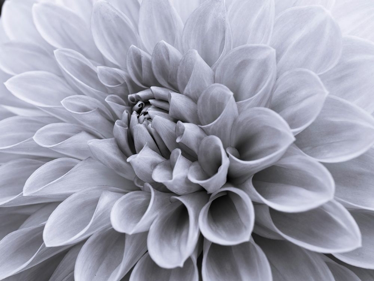 Picture of DAHLIA FLOWER - FULL FRAME