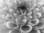 Picture of DAHLIA FLOWER