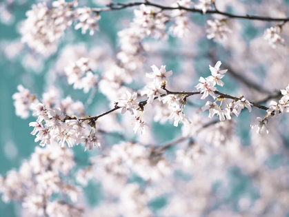 Picture of BLOSSOM FLOWERS