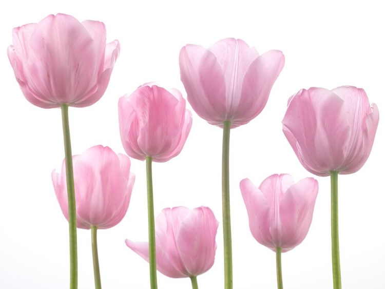 Picture of TULIPS