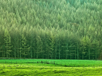 Picture of FOREST EDGE