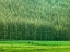 Picture of FOREST EDGE