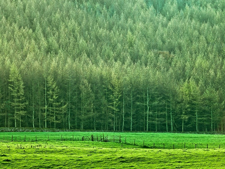 Picture of FOREST EDGE