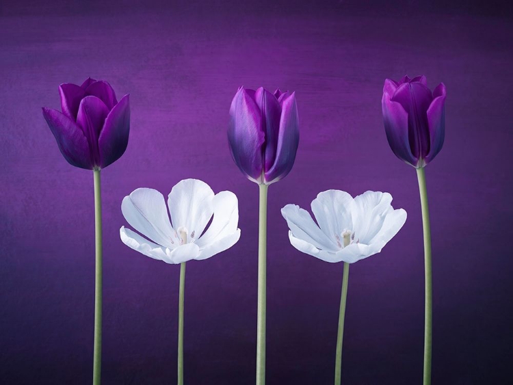 Picture of TULIP FLOWERS IN A ROW