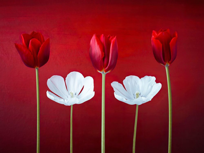 Picture of TULIP FLOWERS IN A ROW